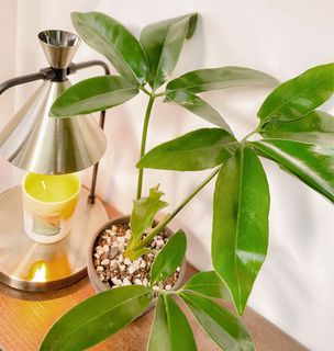 （分類：）位於 。 由 chill.plants 提交（商品編號 1156140275，圖片 1）。簡介： 。