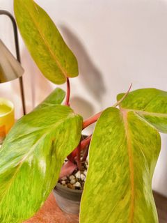 （分類：）位於 。 由 chill.plants 提交（商品編號 1156140014，圖片 1）。簡介： 。