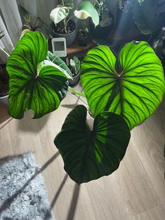 （分類：）位於 。 由 asn_fung 提交（商品編號 1156078073，圖片 1）。簡介： 。