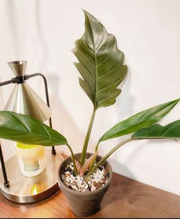（分類：）位於 。 由 chill.plants 提交（商品編號 1156140130，圖片 1）。簡介： 。