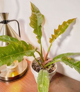 （分類：）位於 。 由 chill.plants 提交（商品編號 1156140211，圖片 1）。簡介： 。