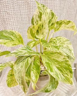 （分類：）位於 。 由 chill.plants 提交（商品編號 1156139595，圖片 1）。簡介： 。