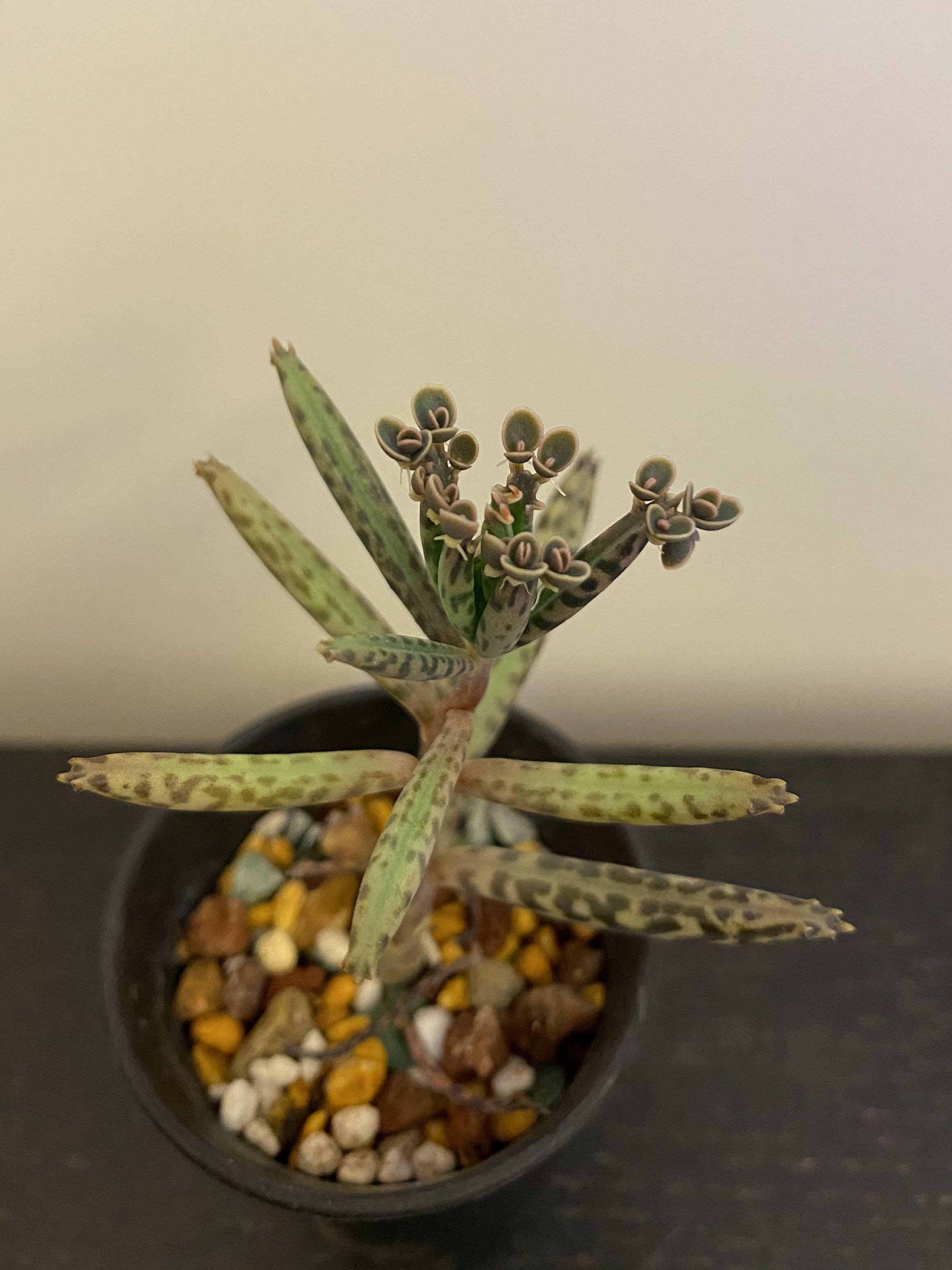 棒葉不死鳥多肉植物 傢俬 家居 園藝 植物及種子 Carousell