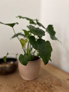 （分類：）位於 。 由 cctt127 提交（商品編號 1152631920，圖片 1）。簡介： 。