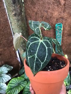 (Category: ) located in . Submitted by jungleplants (Listing ID 1152637472, Image 1). Description: .