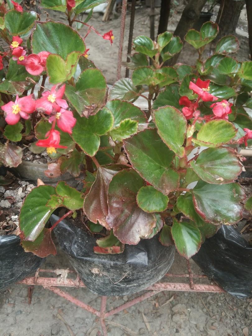 begonia red plant, Furniture & Home Living, Gardening, Plants & Seeds on  Carousell