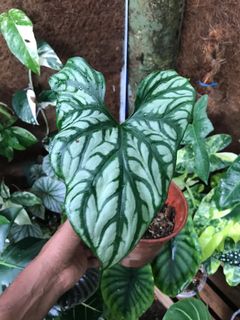 (Category: ) located in . Submitted by jungleplants (Listing ID 1152656975, Image 1). Description: .