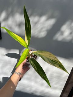 (Category: ) located in . Submitted by plantscycle (Listing ID 1152590251, Image 1). Description: .