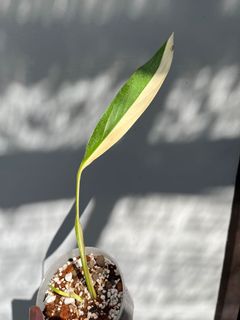 (Category: ) located in . Submitted by plantscycle (Listing ID 1152590573, Image 1). Description: .