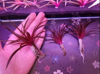 (Category: ) located in . Submitted by aenqi (Listing ID 1152670030, Image 1). Description: .