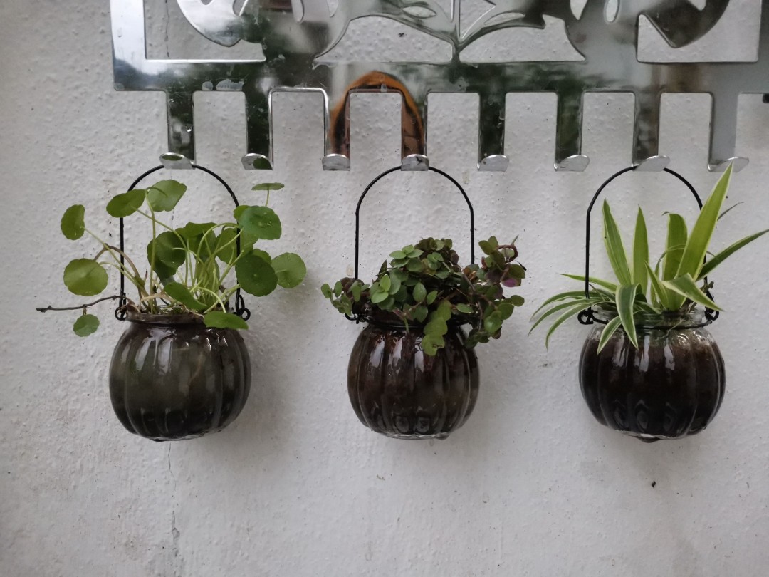 Hanging Terrarium plants, Furniture & Home Living, Gardening, Plants