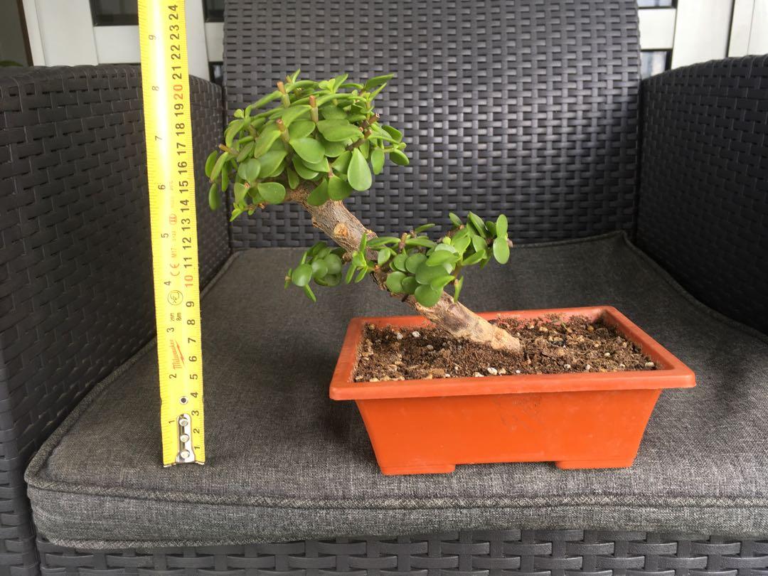 Jade bonsai / Elephant bonsai/ Portulacaria Afra, Furniture & Home