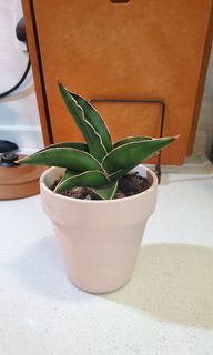 （分類：）位於 。 由 heropigpig 提交（商品編號 1156304358，圖片 1）。簡介： 。