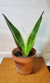 （分類：）位於 。 由 heropigpig 提交（商品編號 1156305429，圖片 1）。簡介： 。