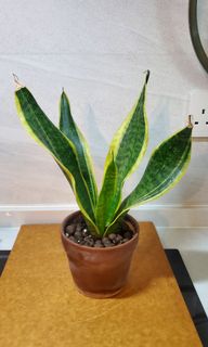 （分類：）位於 。 由 heropigpig 提交（商品編號 1156305141，圖片 1）。簡介： 。