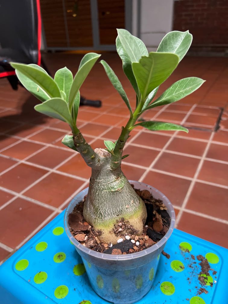 Adenium, Furniture & Home Living, Gardening, Plants & Seeds on Carousell
