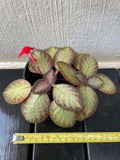 (Category: ) located in . Submitted by c_thegardener (Listing ID 1156190317, Image 1). Description: .