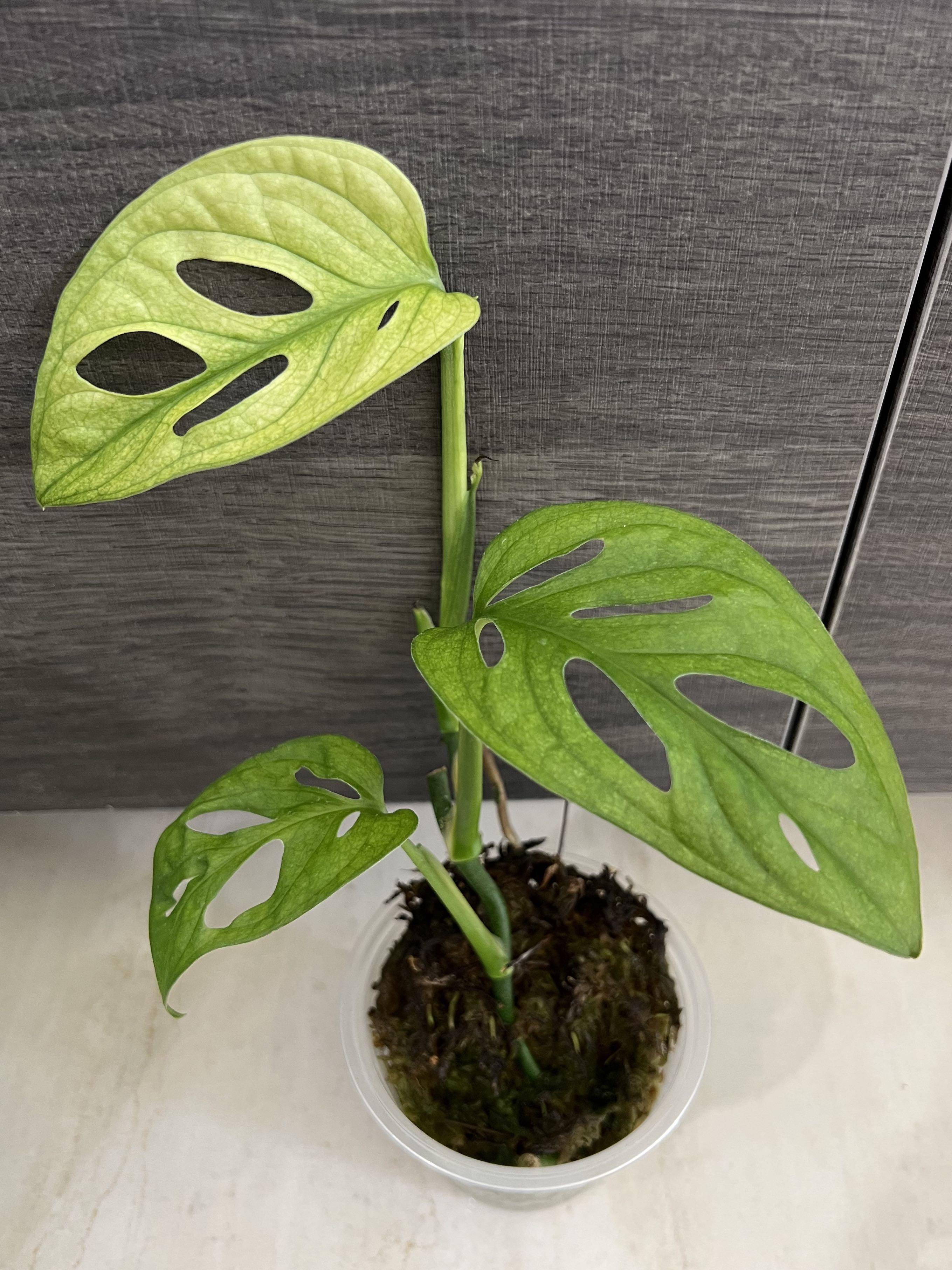 monstera adansonii archipelago ghost full plant! (Not albo not aurea not  mint), Furniture & Home Living, Gardening, Plants & Seeds on Carousell