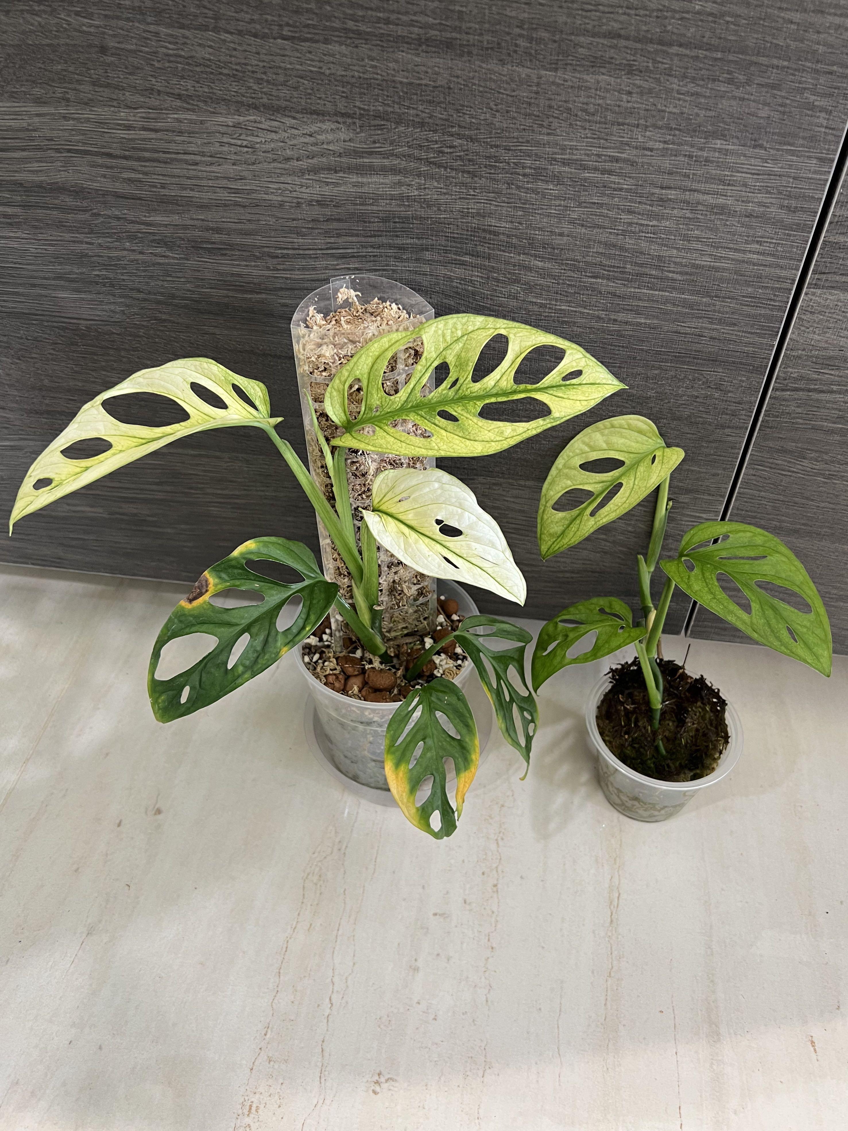 monstera adansonii archipelago ghost full plant! (Not albo not aurea not  mint), Furniture & Home Living, Gardening, Plants & Seeds on Carousell