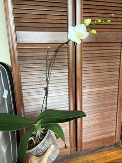 (Category: ) located in . Submitted by hhcka (Listing ID 1156200785, Image 1). Description: .