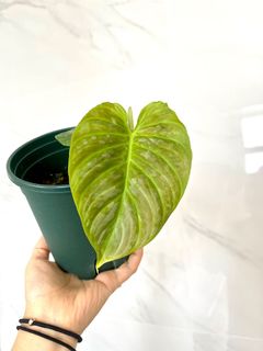 （分類：）位於 。 由 wy0089 提交（商品編號 1156217856，圖片 1）。簡介： 。