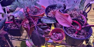 (Category: ) located in . Submitted by uanbarricade (Listing ID 1156152742, Image 1). Description: .