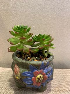 (Category: ) located in . Submitted by greenfinger1221 (Listing ID 1156177951, Image 1). Description: .