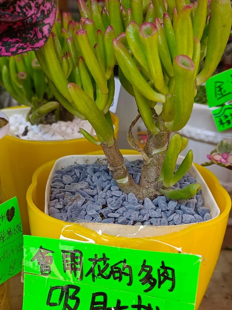 多肉植物 靚花 盆栽 鮮花 吸財樹 金枝玉葉 馬蹄紅 蘿卡 仙人球 六月雪 紅楓葉 黑天鵝 金錢木 一帆風順 象牙 傢俬 家居 家居裝飾 花瓶園藝