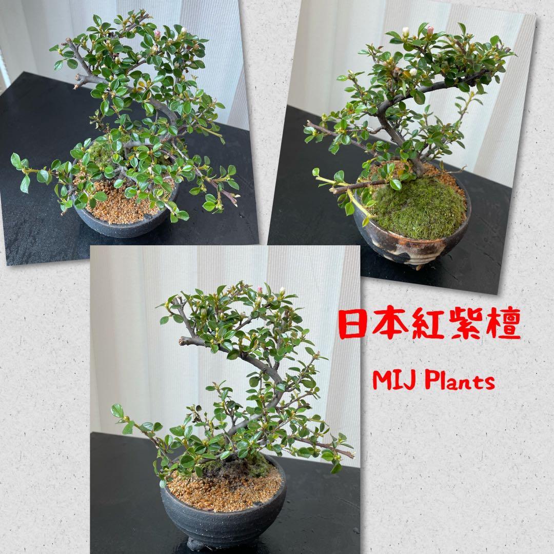 日本紅紫檀盆景盆栽 傢俬 家居 園藝 植物及種子 Carousell