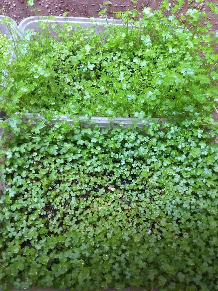 Aquarium plants carpet plants dhg mc microsword tripartita, Pet