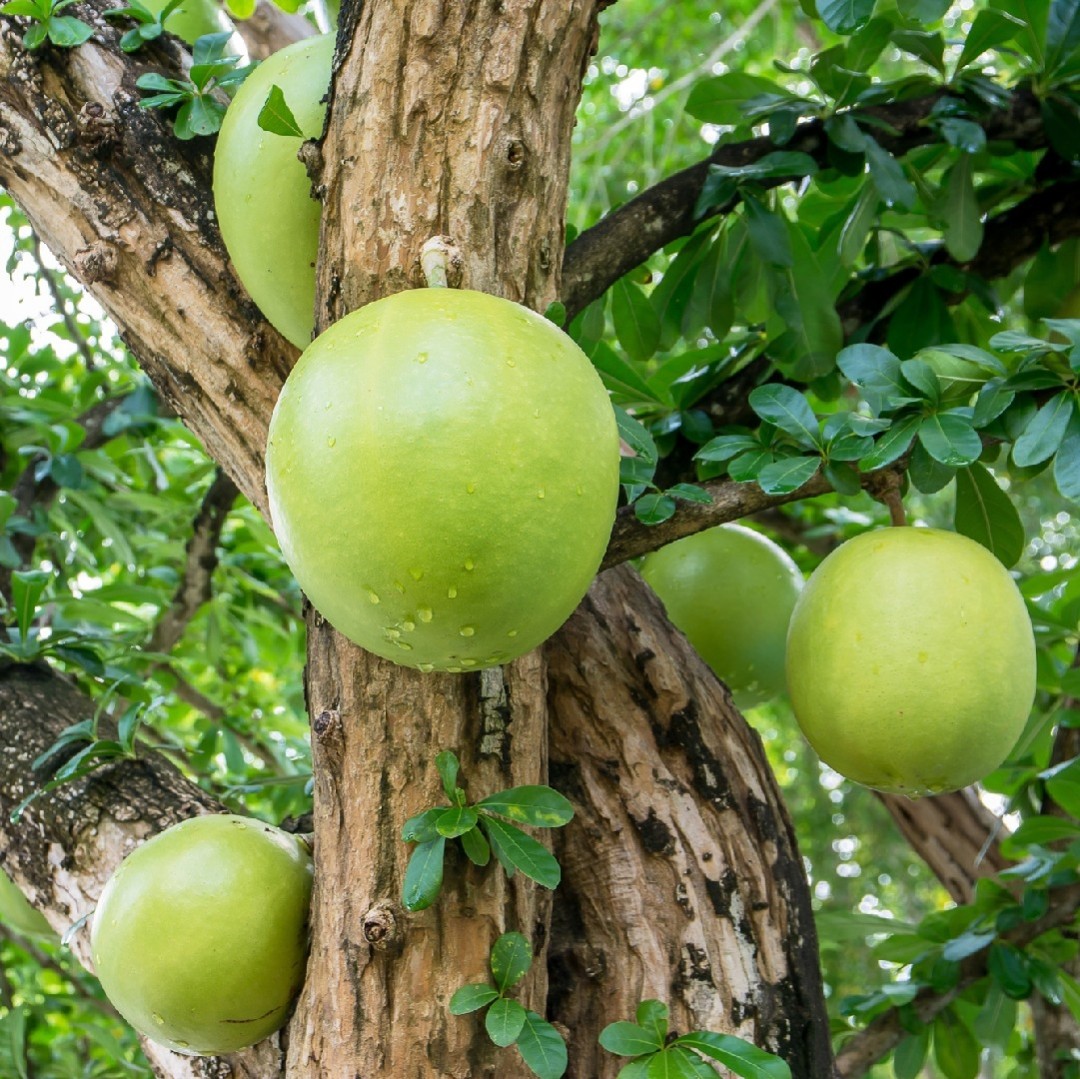 Calabash Miracle fruit fresh air dried leaves cuttings Health Calabash Miracle fruit fresh air dried leaves cuttings Health