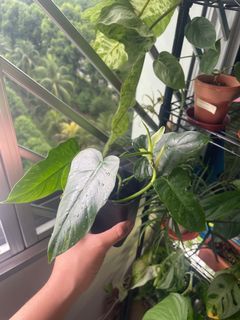 (Category: ) located in . Submitted by gardenboinpc (Listing ID 1156373314, Image 1). Description: .