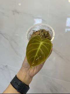 （分類：）位於 。 由 wy0089 提交（商品編號 1156414097，圖片 1）。簡介： 。