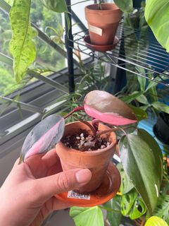 (Category: ) located in . Submitted by gardenboinpc (Listing ID 1156373916, Image 1). Description: .