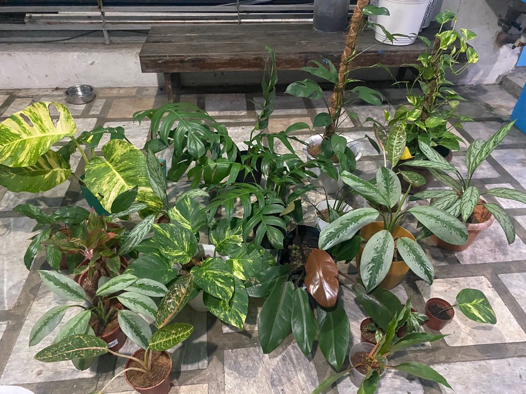 20 potted plants for sale, Furniture & Home Living, Gardening, Plants
