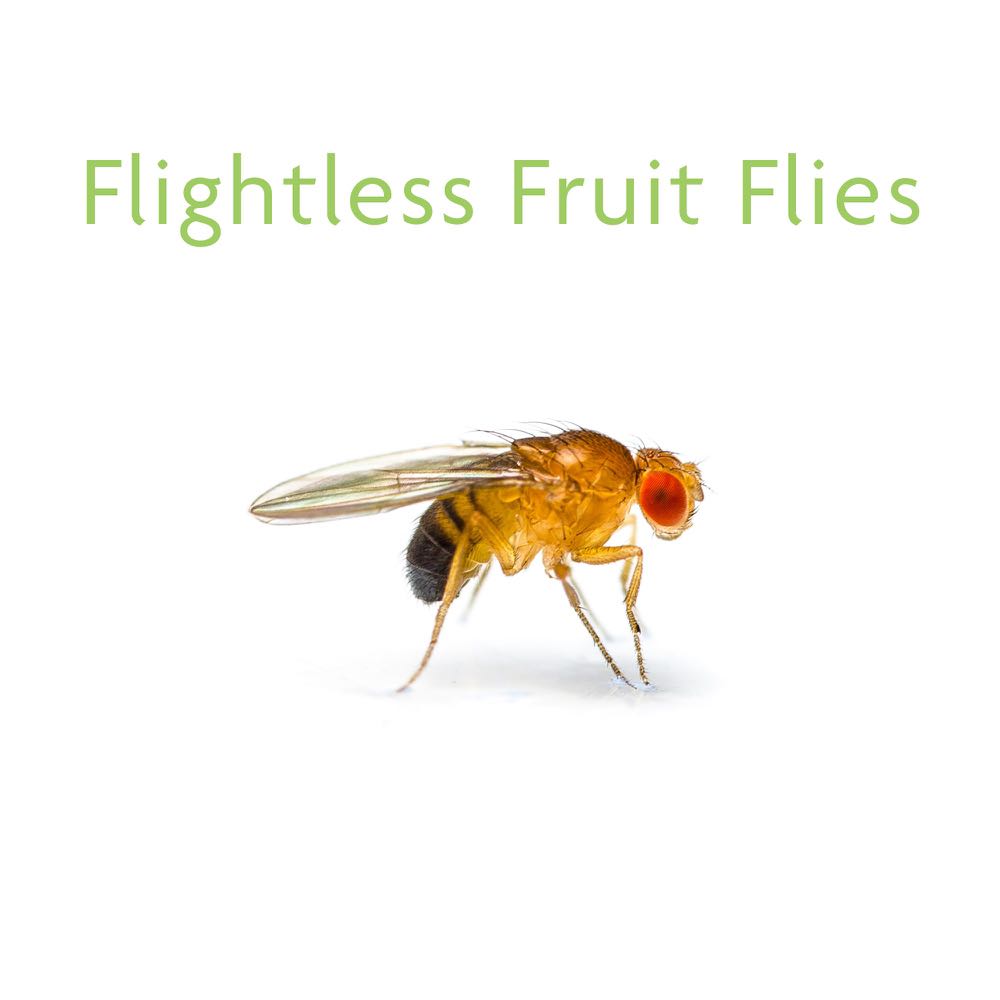 Flightless Fruit Flies Culture, Pet Supplies, Pet Food on Carousell