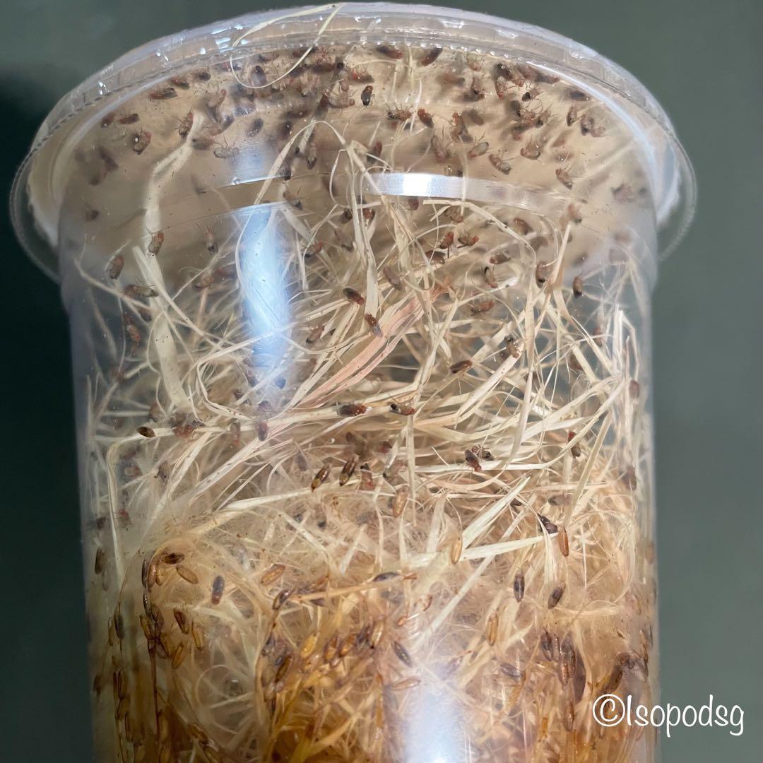 Flightless Fruit Flies Culture, Pet Supplies, Pet Food on Carousell