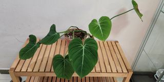 (Category: ) located in . Submitted by ja_app_0398 (Listing ID 1156703573, Image 1). Description: .