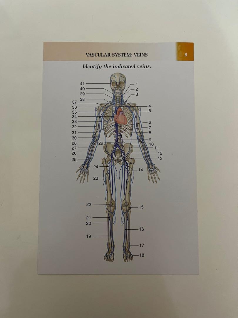 Grey’s anatomy flash cards, 興趣及遊戲, 書本 & 文具, 教科書 Carousell