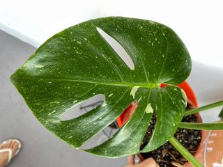 (Category: ) located in . Submitted by tinygreenhouse (Listing ID 1156557727, Image 1). Description: .
