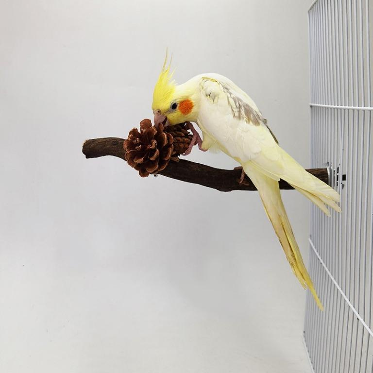 Bird Claw Beak Grinding Bar Standing Stick Parrot Station Pole