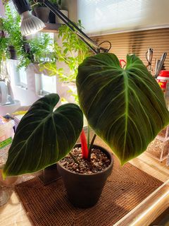 （分類：）位於 。 由 chill.plants 提交（商品編號 1156642691，圖片 1）。簡介： 。