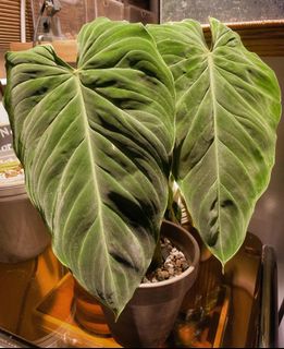 （分類：）位於 。 由 chill.plants 提交（商品編號 1156643521，圖片 1）。簡介： 。