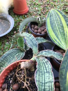 (Category: ) located in . Submitted by afsfitri (Listing ID 1156542524, Image 1). Description: .