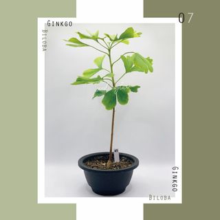 （分類：）位於 。 由 seedinglaw946 提交（商品編號 1156793713，圖片 1）。簡介： 。