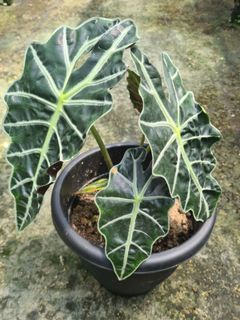 (Category: ) located in . Submitted by gardeningsolution (Listing ID 1156841582, Image 1). Description: .
