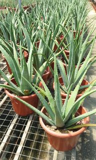 (Category: ) located in . Submitted by gardeningsolution (Listing ID 1156805085, Image 1). Description: .