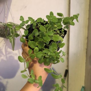 (Category: ) located in . Submitted by urbangardener (Listing ID 1156868646, Image 1). Description: .