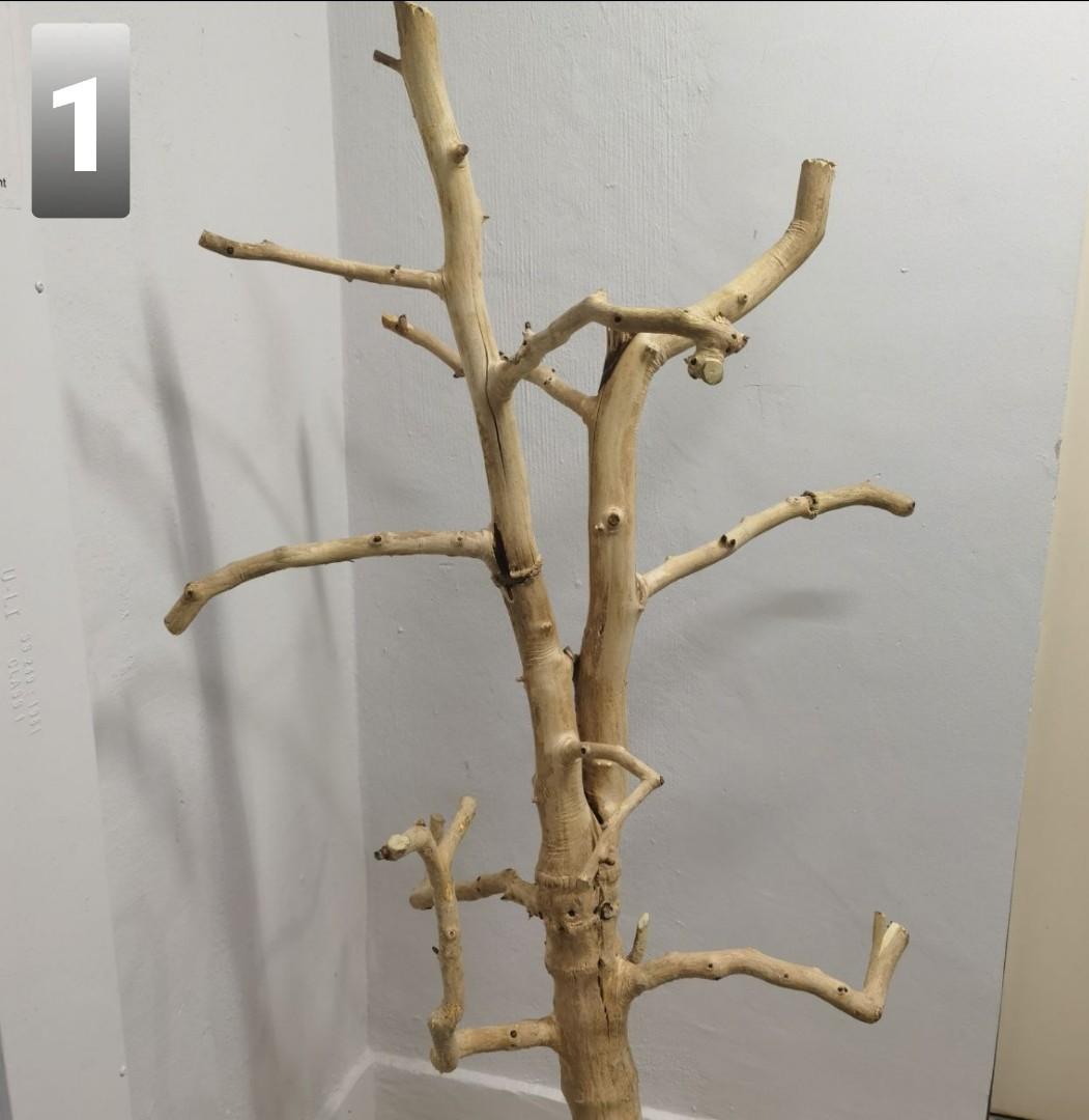 Picture of Big Parrot Perch for Sales. Approx 1.4 to 1.5metre height. $228 to $288 ...