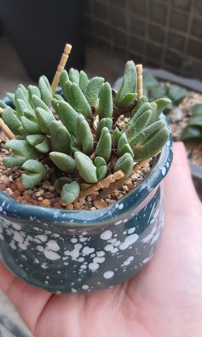 多肉植物蝦鉗 金屬釉色陶瓷塊根花盆 植木鉢 龍舌蘭象牙宮 多肉植物 塊根植物 Caudex Agave Plantpot 乳香 漆樹 潮盆 傢俬 家居 園藝 植物及種子